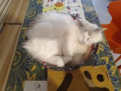 -平行世界·猫咖(首经贸店)