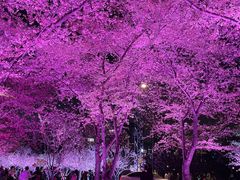 -西北湖绿化广场