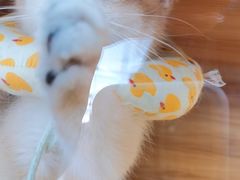 -喵百万·布偶·蓝金金渐层英短·猫舍(百子湾店)