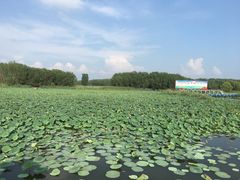 -微山湖红荷湿地景区