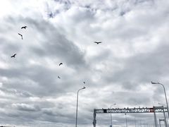 -星海湾跨海大桥