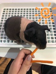 -Moni星球萌宠·小马宝莉·灵蛇·高端高阶全萌宠互动体验俱乐部(红豆国际广场店)