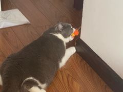-lincat·猫舍(广州店)