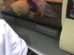 -暖阳宠物医院·犬猫康复中心·骨科