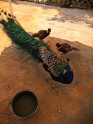 -萌宠亲子动物乐园(槐房万达店)