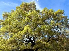 -上海共青森林公园