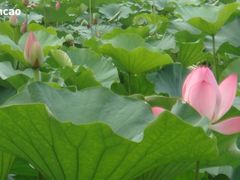 -紫竹院公园冰场