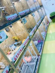 -萌宠家互动乐园