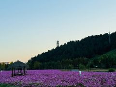 -径山花海