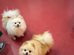 -和它·交个朋友·狗咖猫咖(爱琴海店)