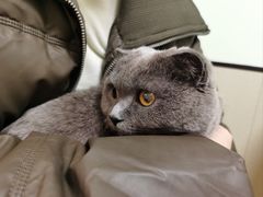 -格蕾宠物医院24H·猫科·肿瘤科·骨科中心(福州总院)