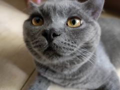 -袖虎·猫馆(体育西路店)