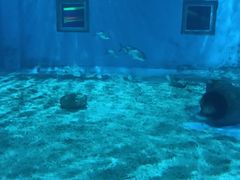 -北戴河圣蓝海洋公园