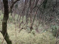 -苏州上方山国家森林公园