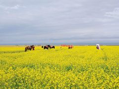 -青海湖国家重点风景名胜区