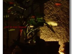 3F窗外的景致-花马天堂云南餐厅 Lost Heaven(高邮路店)