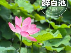 -上海醉白池公园