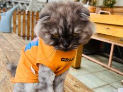 -喵屿·大理花园猫咖