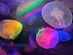 -太平洋海底世界