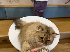 -滚猫咖啡·猫咖·猫友好撸猫(未来城店)