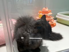 -babydoll猫舍·米努特·德文·缅因(久光中心店)