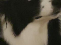 -伟伟宠物医院·CT影像中心·瑞派犬猫综合性门诊(汉口总院)