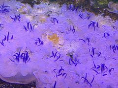-瑞普利水族馆