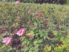 -亚龙湾国际玫瑰谷