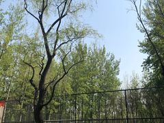 -朝阳公园真人CS