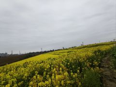 -三圣花乡旅游区