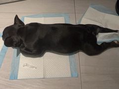 -瑞派申生动物医院·24H夜诊·国际动物医疗中心·骨外科(吴中路店)