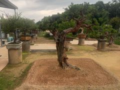 -东莞植物园