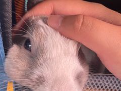 -pd派德宠物中心医院24H急重症·眼科中心·血液透析中心(嵩山北路店)