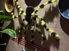 -Boxing Cat Brewery拳击猫精酿啤酒馆(思南公馆店)