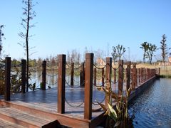 -上海长兴岛郊野公园