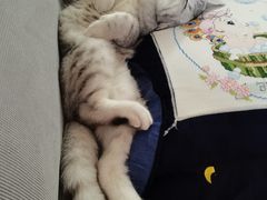 -翊宠yipet猫狗购宠庄园犬舍•猫舍