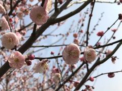 -香雪海