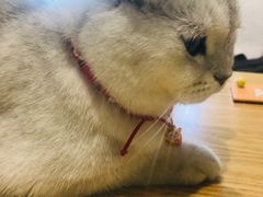 -藏猫猫咖啡主题馆(中央大道店)