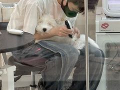 -momokira米努特·德文卷毛猫·棉花面纱犬