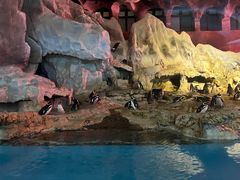 -帝企鹅自助餐厅•儿童岛•真企鹅(长隆企鹅酒店)