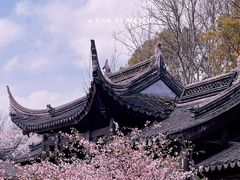 -八大山人梅湖景区