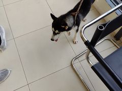 -怪兽屋·羊驼·猫咖·狗咖(俊华广场店)