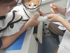 -博特宠物医院24h犬猫全科.骨科·异宠