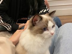 -袖虎·猫馆(体育西路店)