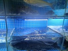 -宝荣鱼馆·临湖之宴(千岛湖店)