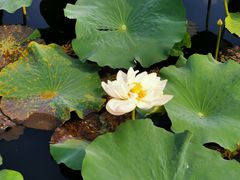-荷塘月色湿地公园·向阳花洲