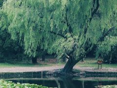 -上海共青森林公园