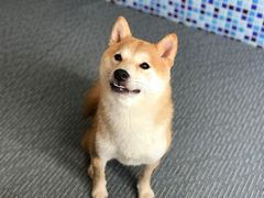 -柴源莊·柴小宠柴犬咖啡