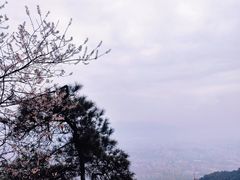 -缙云山景区