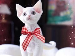 -十年猫舍·猫咪专门店(普陀店)
